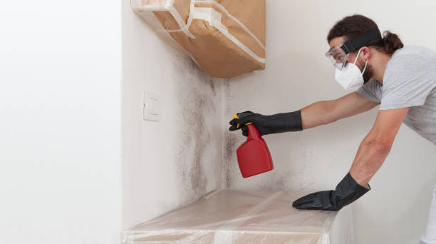 Professional Attic Mold Remediation technician working in Wellsville, PA