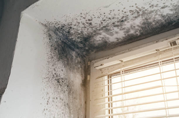 Affordable Attic Mold Remediation solutions in Wellsville, PA